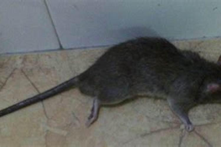 梦见死老鼠躺在地上不动