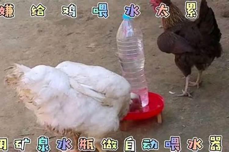 梦见给鸡喝水运势如何