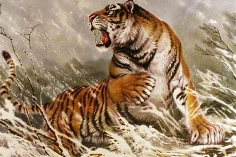 梦见很多老虎吃人是什么预兆