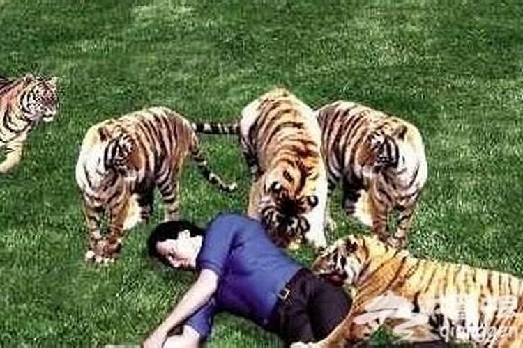 梦到一群老虎吃人