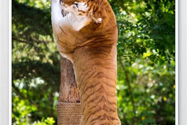梦见老虎在树上爬的看的自己