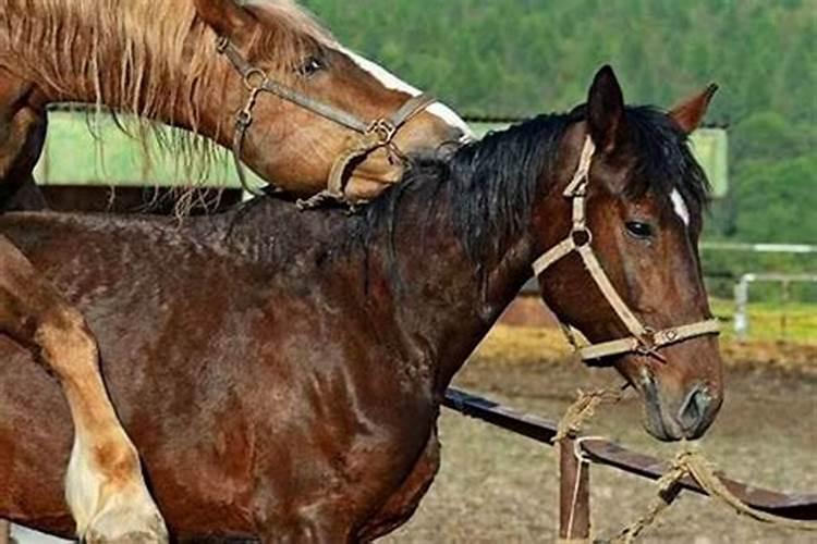马和马的婚姻能够维持长久吗？