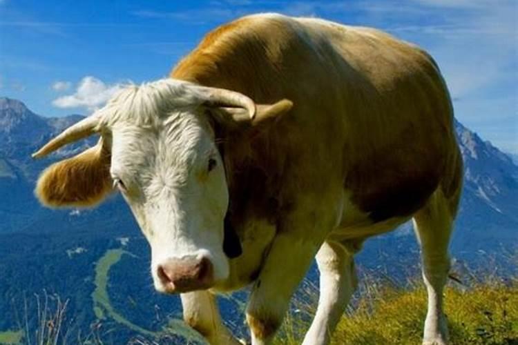 梦见牛是什么意思有什