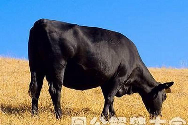 梦见大黑牛是什么意思