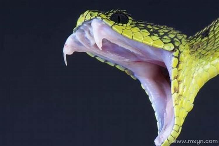 梦见蟒蛇咬别人是什么预兆