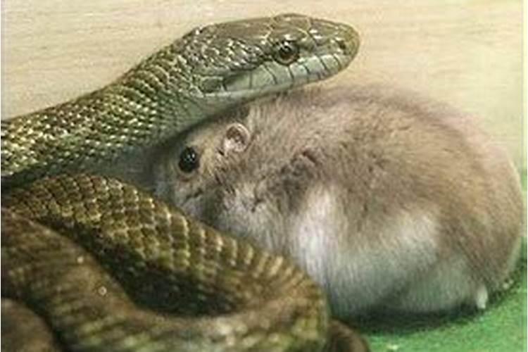 梦见蛇和老鼠是什么意思