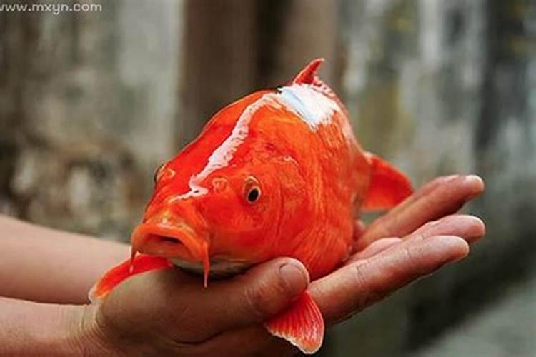 梦见红鲤鱼是什么预兆
