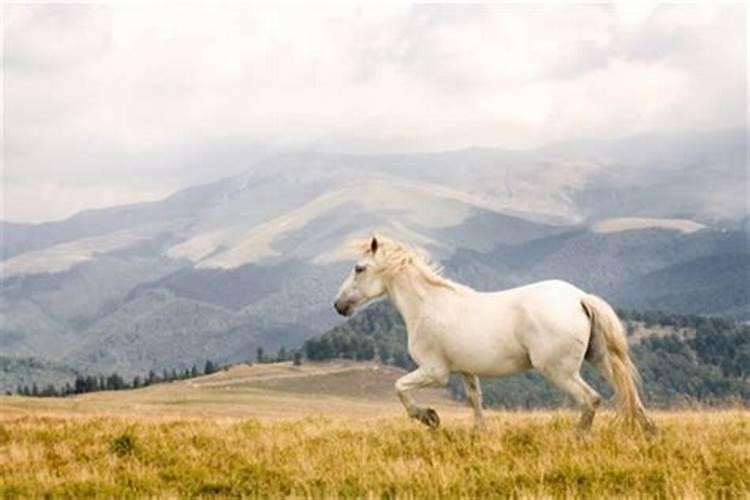 梦见白马是什么预兆