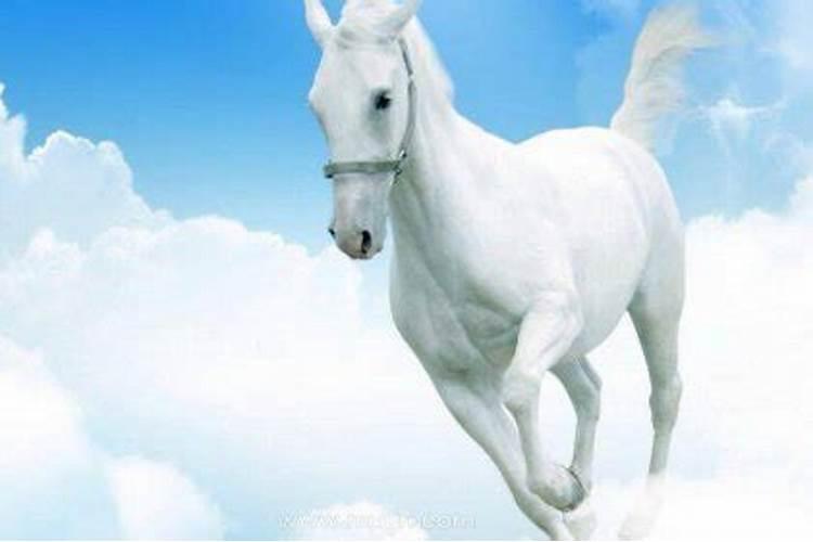 梦见白马是什么预兆