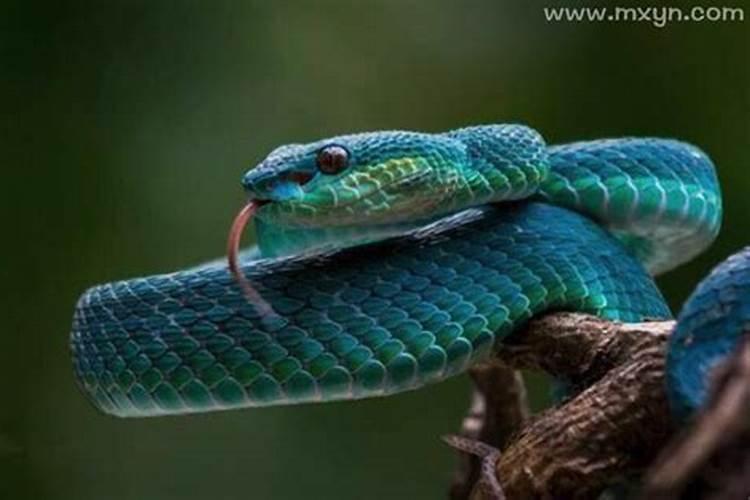 梦到蓝色的蛇是什么