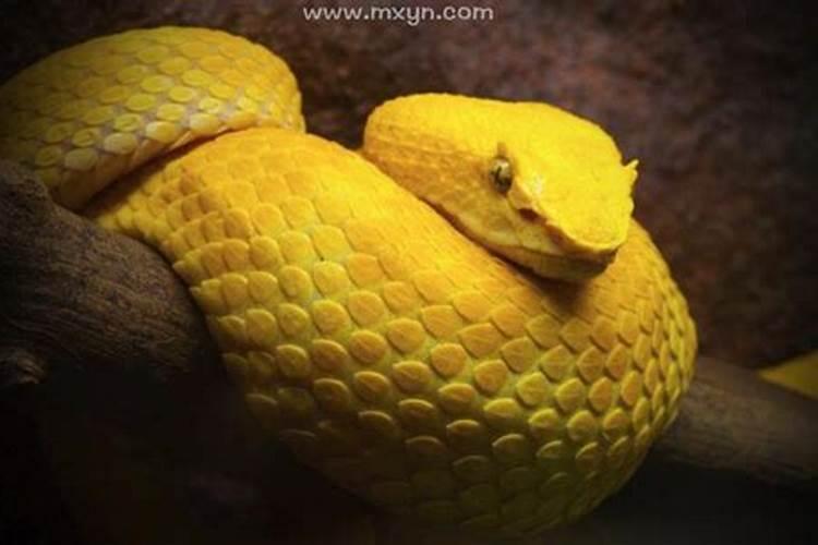 怀孕期间梦见黄蛇是什么意思