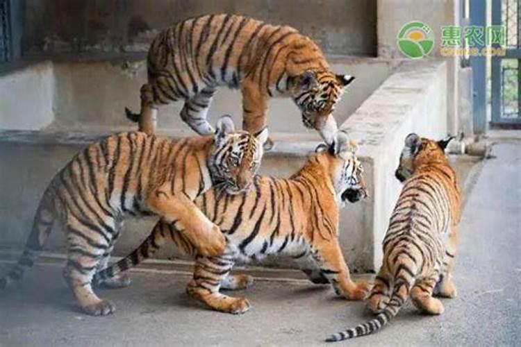 梦见老虎和老虎崽