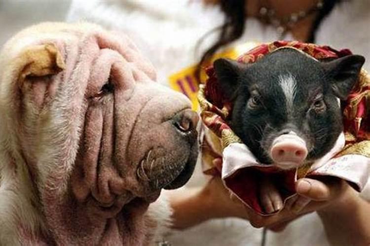狗和猪的婚姻相配吗
