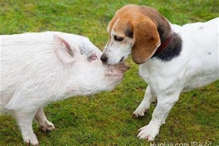 狗和猪相配婚姻如何适合在一起吗