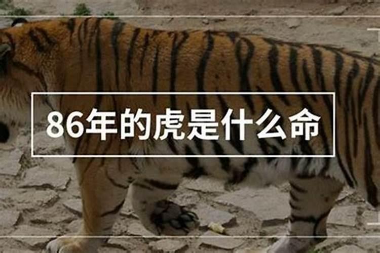 1986年的虎是什么命运