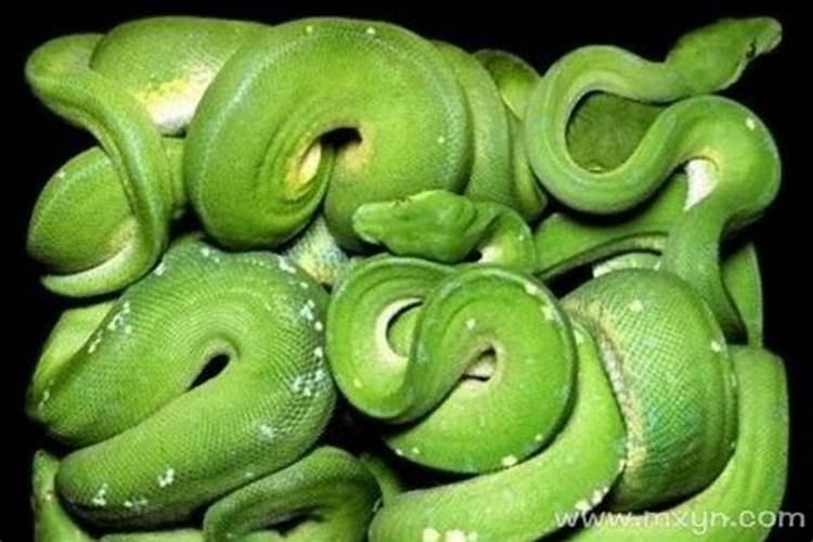 坐月子梦见蛇是什么意思