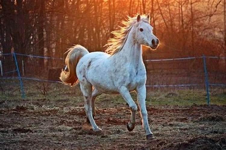 梦见一匹马在天上奔跑