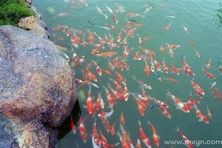 梦见河里很多红色的鱼是什么意思