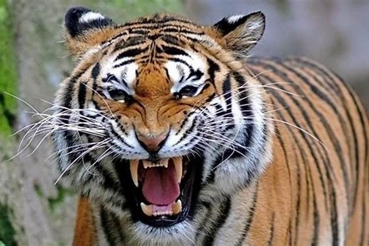 梦见一只凶猛的老虎要吃我