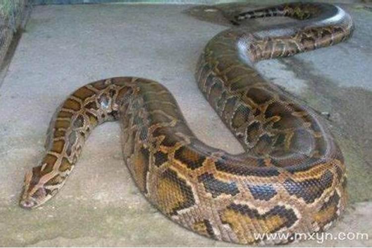 女性梦见大蟒蛇蛇是什么预兆