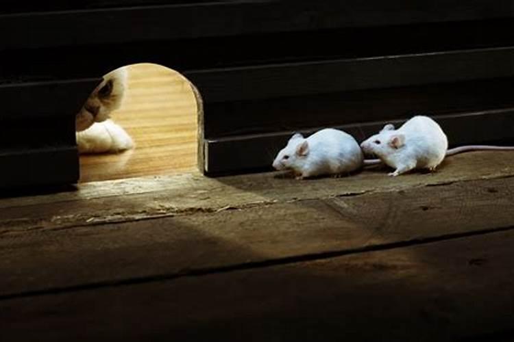 梦见老鼠是藏在枕头下什么预兆