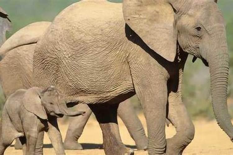 孕妇梦见大象生小象了
