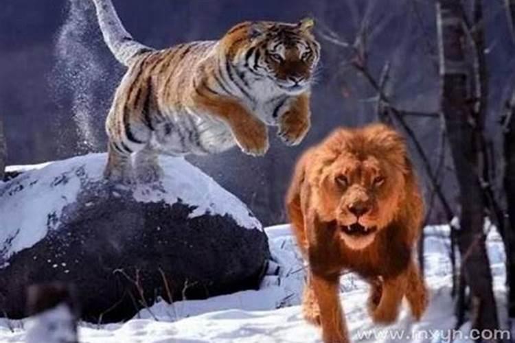 梦见老虎跟狮子是什么预兆