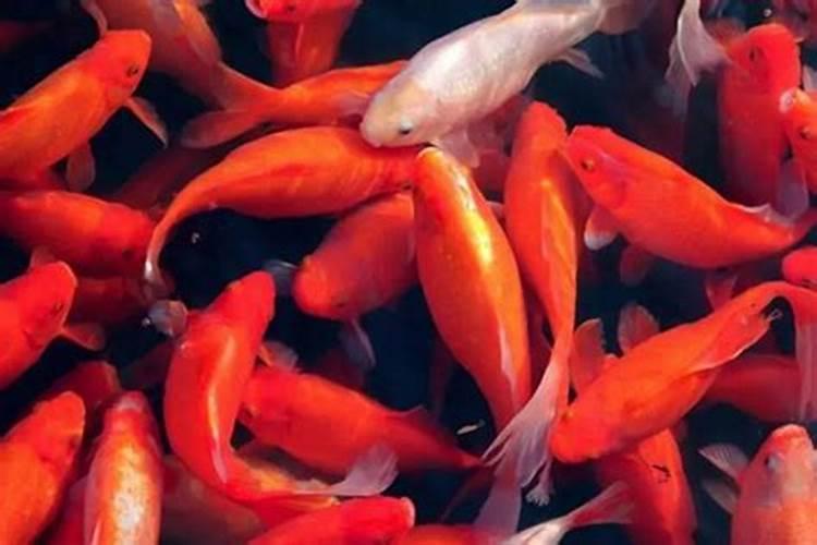 梦到很多红色的鲤鱼在水里游