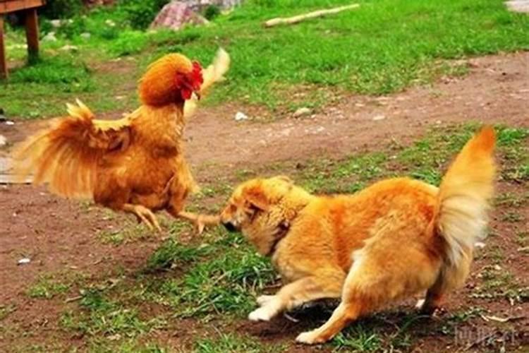 狗和鸡配婚姻如何