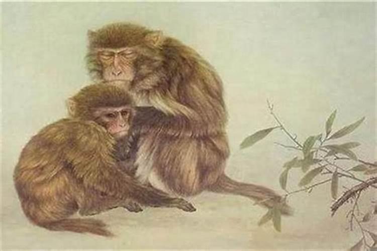 1968年出生的属猴的人是什么命