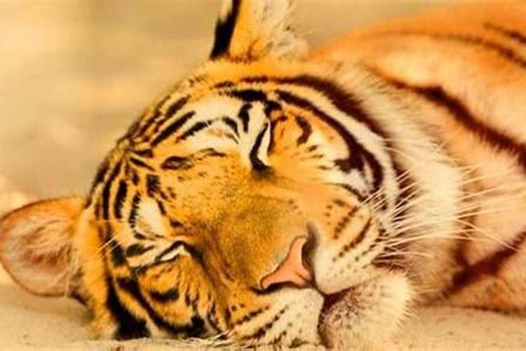 梦见老虎睡觉