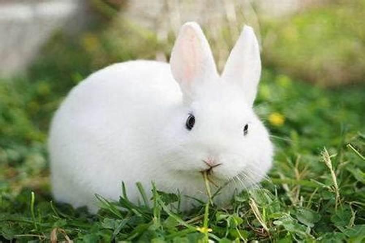 梦见很多兔子是什么意思