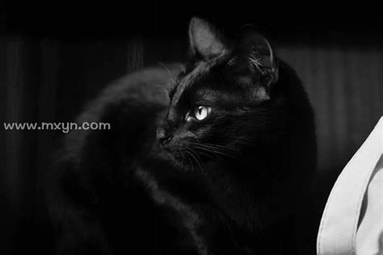 梦见黑猫是什么预兆周公解梦梦见蛇