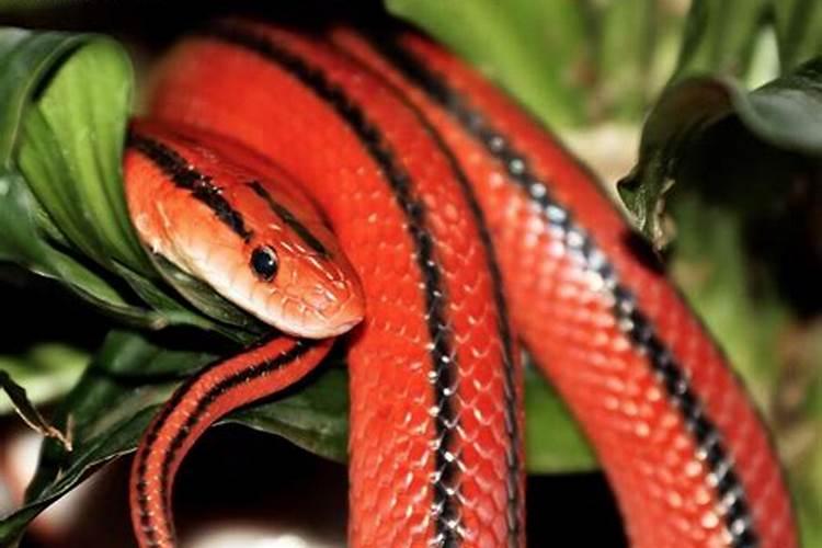 梦见红色怀孕大蟒蛇是什么征兆啊
