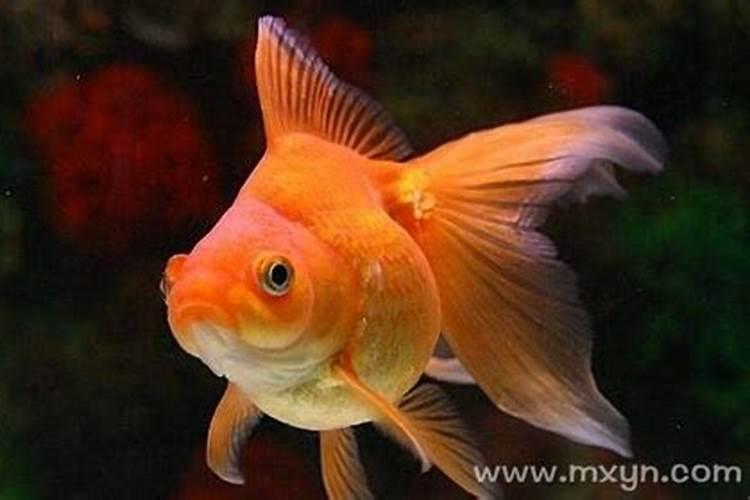 梦见红色金鱼在鱼缸里游