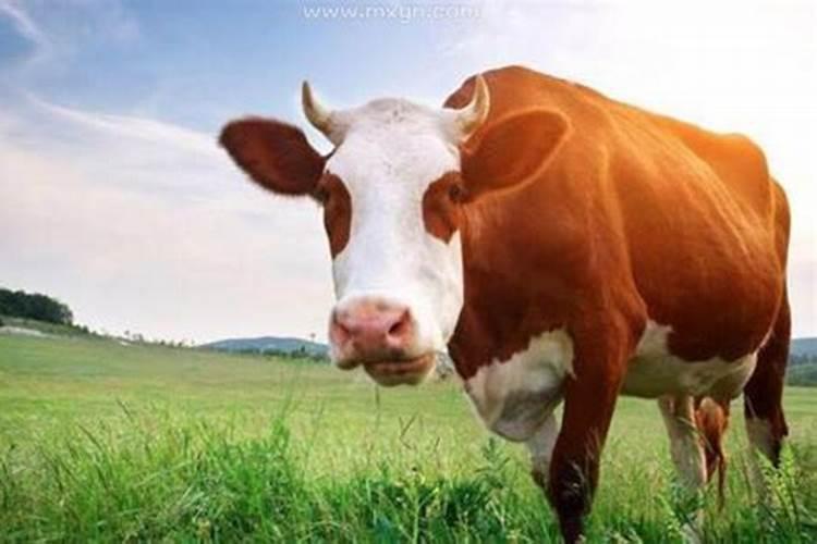 女性梦见牛是什么意思