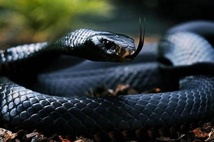 梦见黑蛇是什么预兆女性