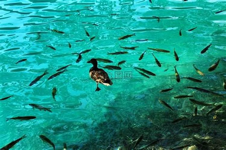 梦见水很清澈有很多鱼和鸭子