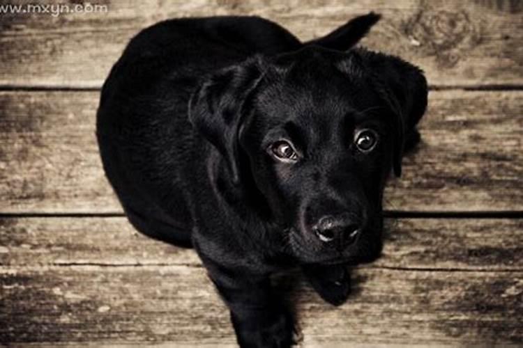 孕期梦到大黑狗是什么意思