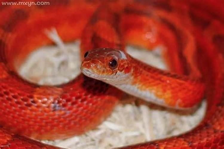 梦到很多红色的蛇是什么意思啊