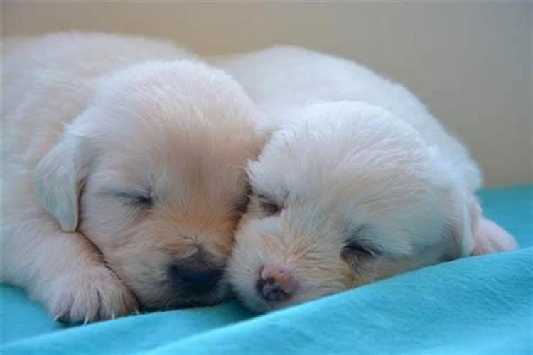 梦到狗生了两只小狗是什么意思