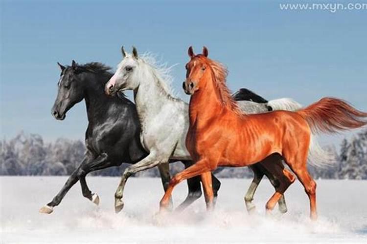 梦见好多漂亮的马奔跑