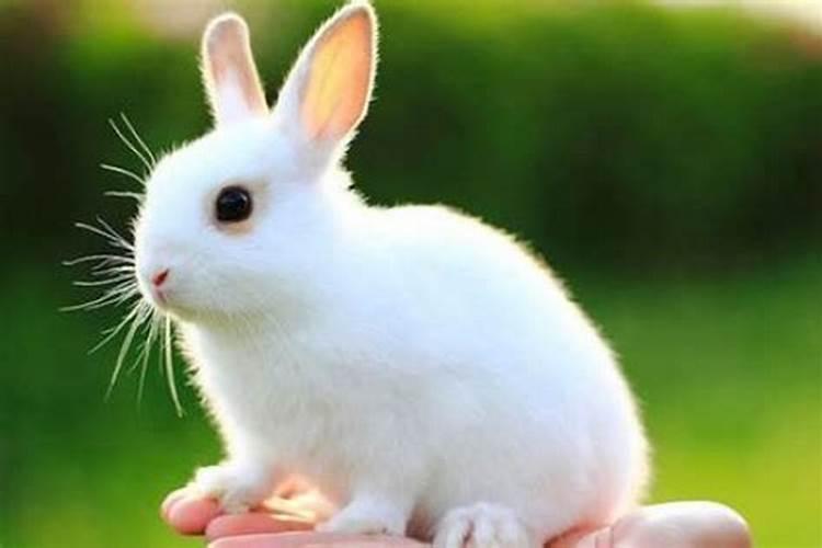 属兔最大寿终是多少岁