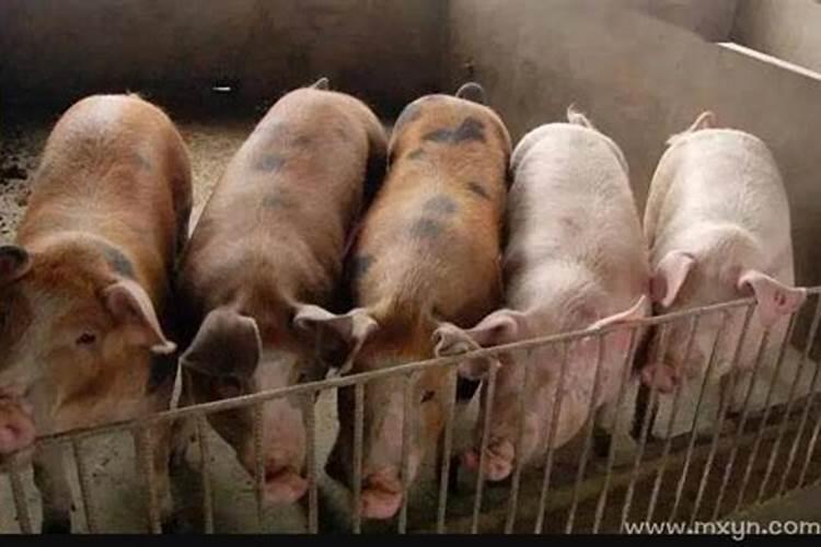 梦见买猪肉是什么预兆