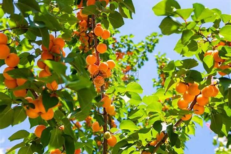 梦见成熟的杏子是什么意思