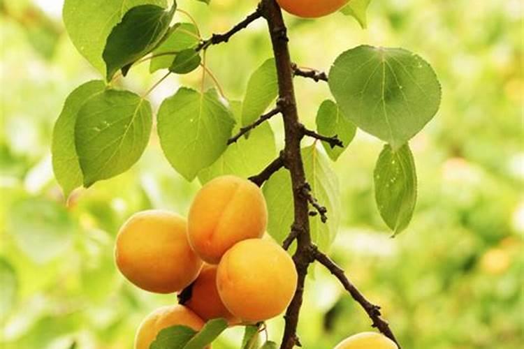 梦见成熟的杏子是什么意思