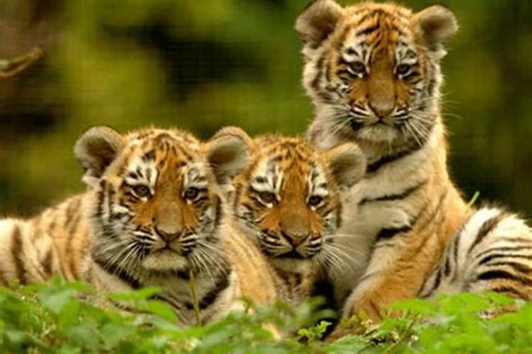 梦到老虎和一群小老虎