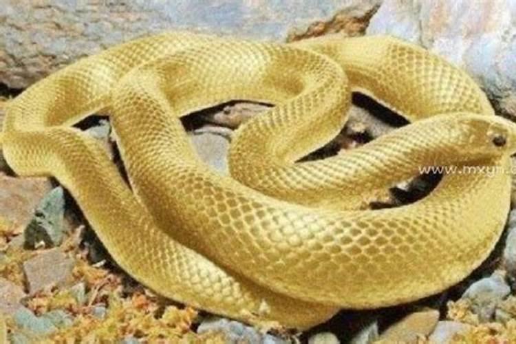梦见金黄色的蛇是什么意思