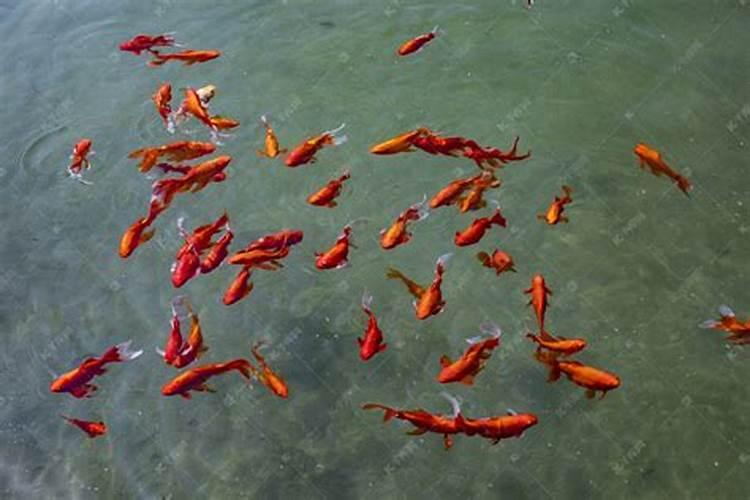 梦见很多红色的鱼在水里游