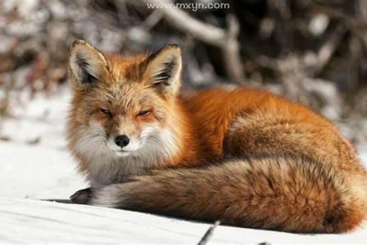 做梦梦见狐狸是什么意思女生